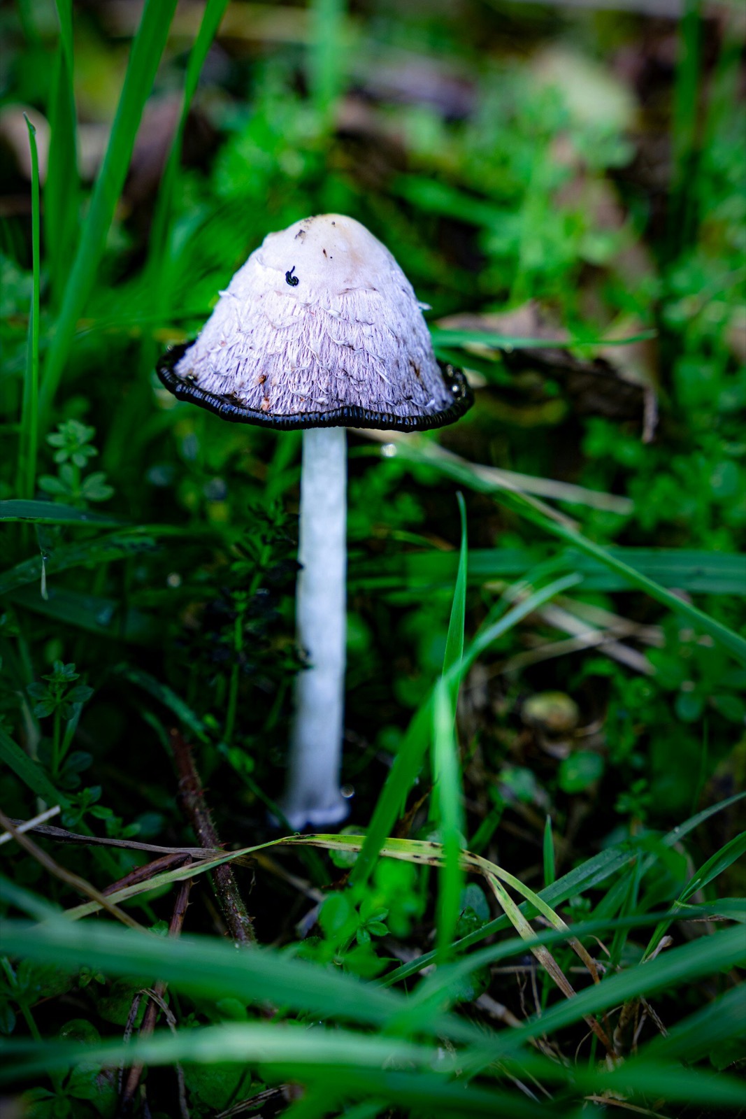 Kranus Health: Pilz im Wald